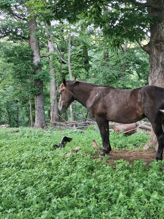De vânzare un armăsar de 2 ani