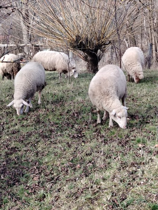 Oi frize a doua fătare gestante