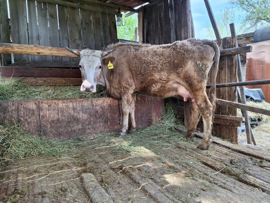 Корова с теленком