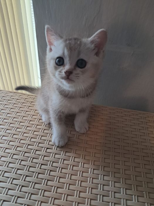 Продам чистокровных котят