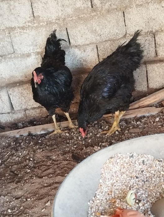 Xoroz joʻja 5 oyli 2 ta 150 mingdan qora shahzoda kelishamiz