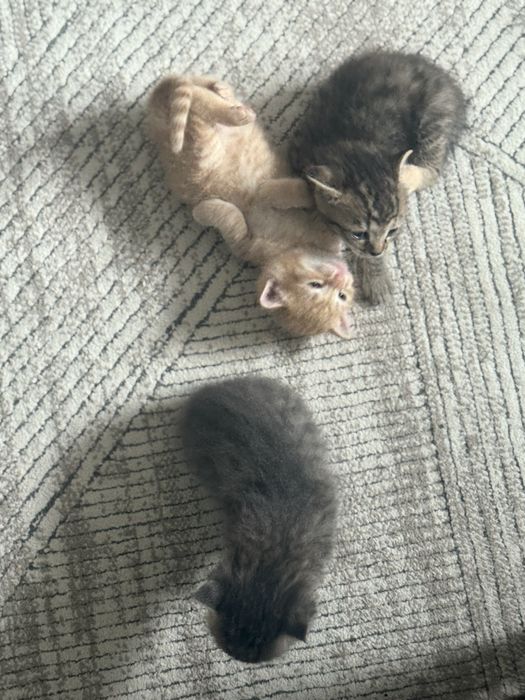 Котята один мальчик и одна девочка