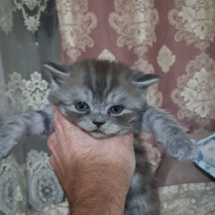 Продам котят британцы