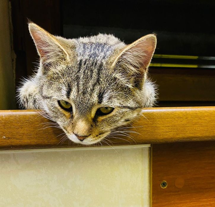 Стерилизаванная кошечка ищет дом