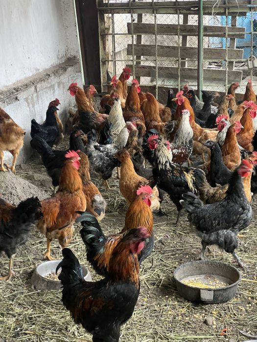 Продажа петухов в Тургене