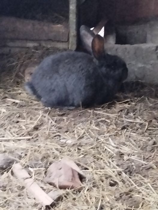 Зайци Белгийски великани