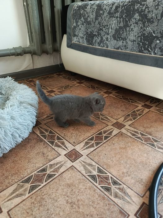 Котенок скотиш стрейд