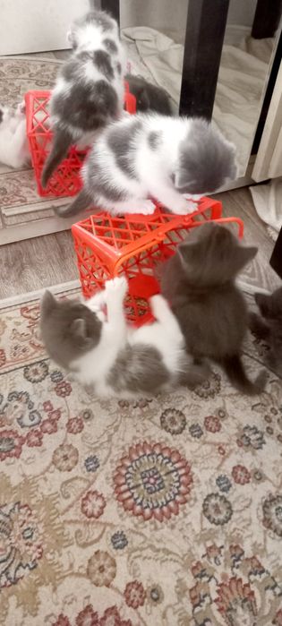Котята от британки