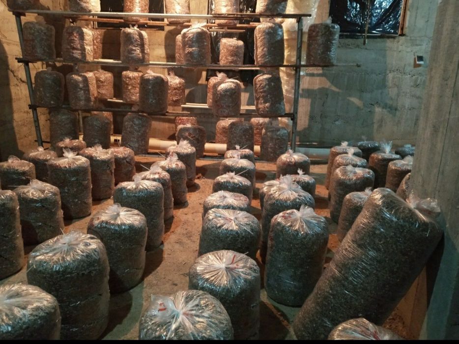 Семена Грибов Вешинки Уруг Замбуриг КА 17.