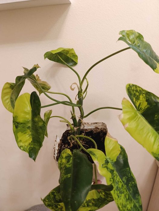 Комнатные растения распродажа, недорого.