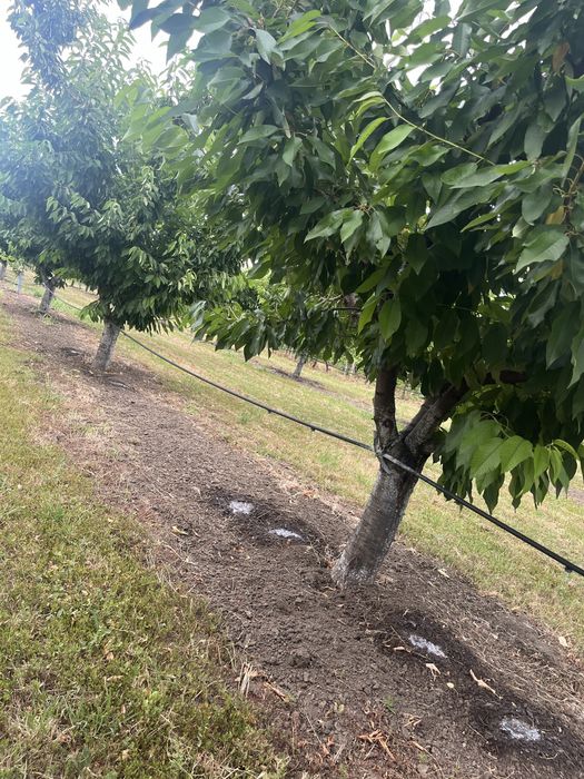 Парцел ( земеделска земя , имот ) в землището на с.Брестник .