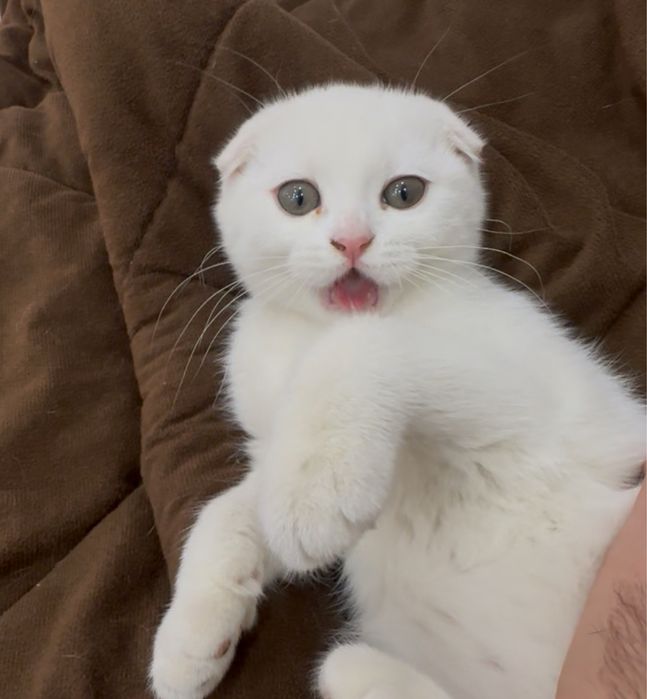 Белоснежный котенок skottish fold