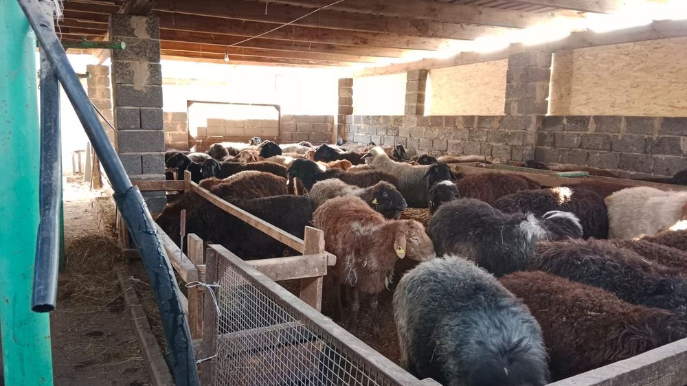 Семіз маркалары,қойлар