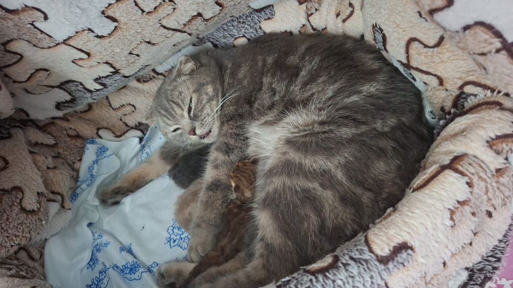Продам маленьких котят в добрые руки !