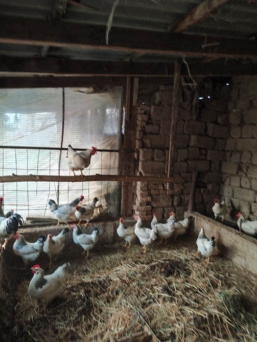 Adler joja lari kop oganga kelishtrib beramiz