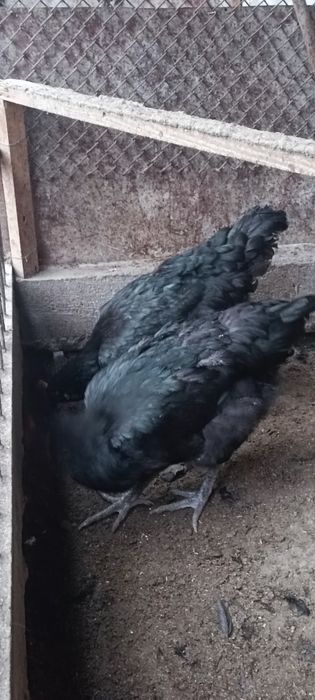 Инкубатор учун кора шахзода тухумлари сотилади