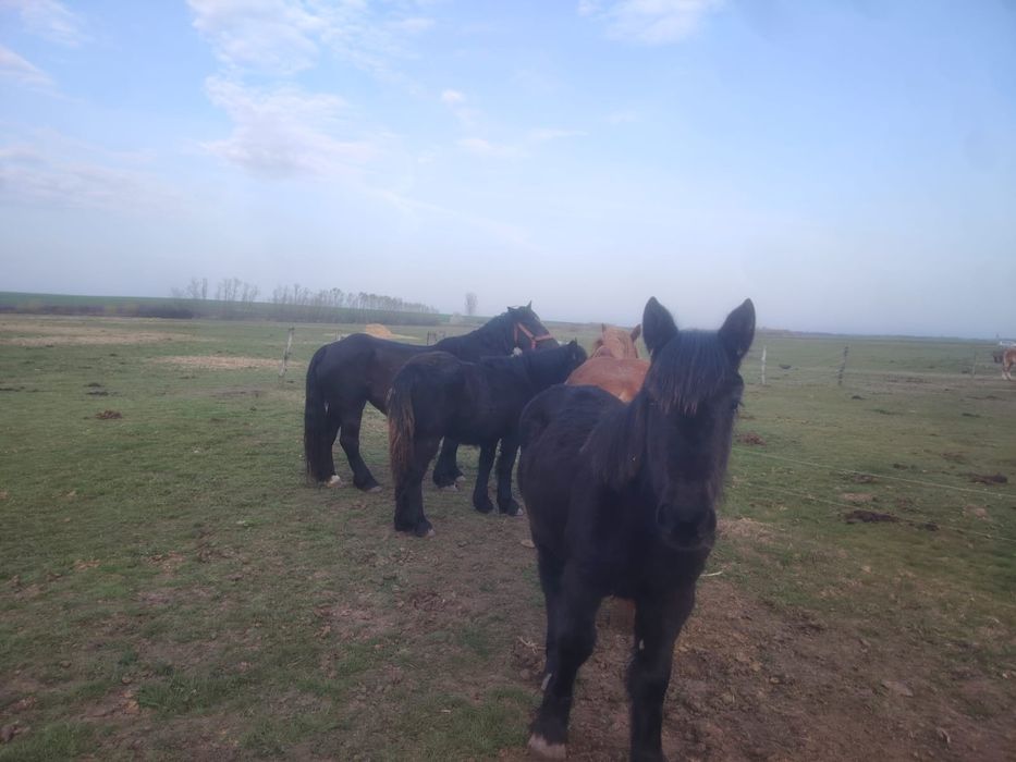 Manze negre din părinți de rasa