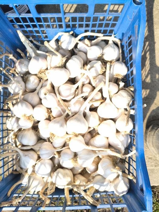 Usturoi de sămânță și consum