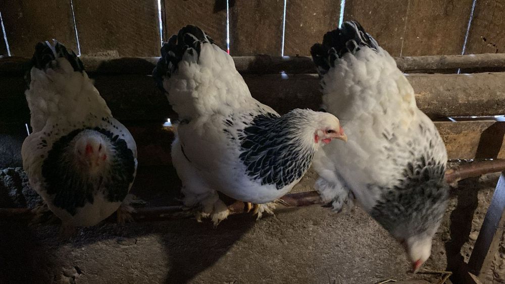 Wyandotte pitic Brahma pitic