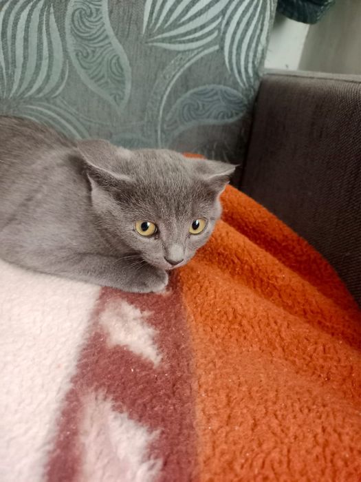 Отдам хороших котят