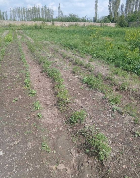 Срочно Тайёр Ферма Сотилади Корасуда 51 соток