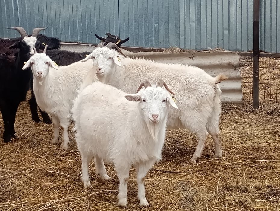 Продам козлов  на племя