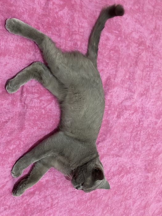 Uyda tatar jinsiy aloqa