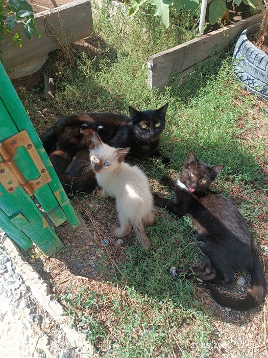 Отдам бесплатно котят