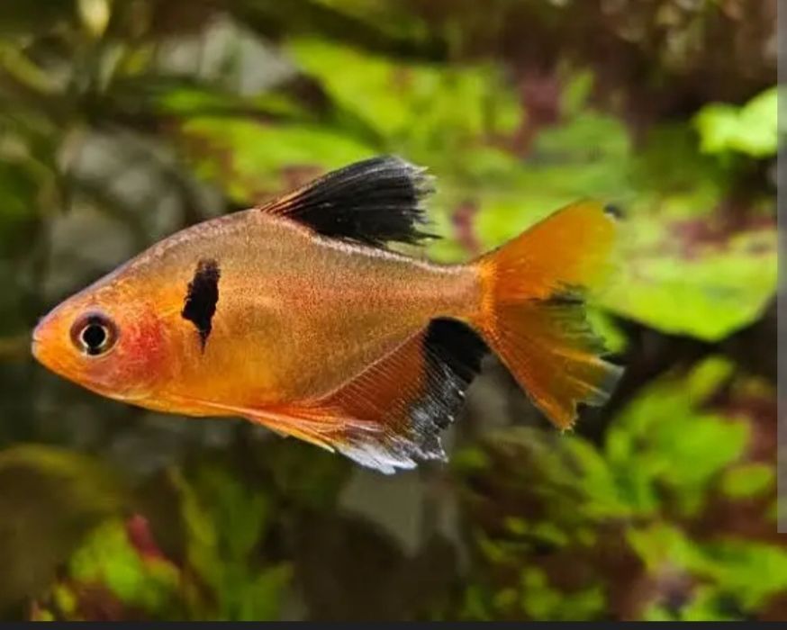 Аквариумные рыбки