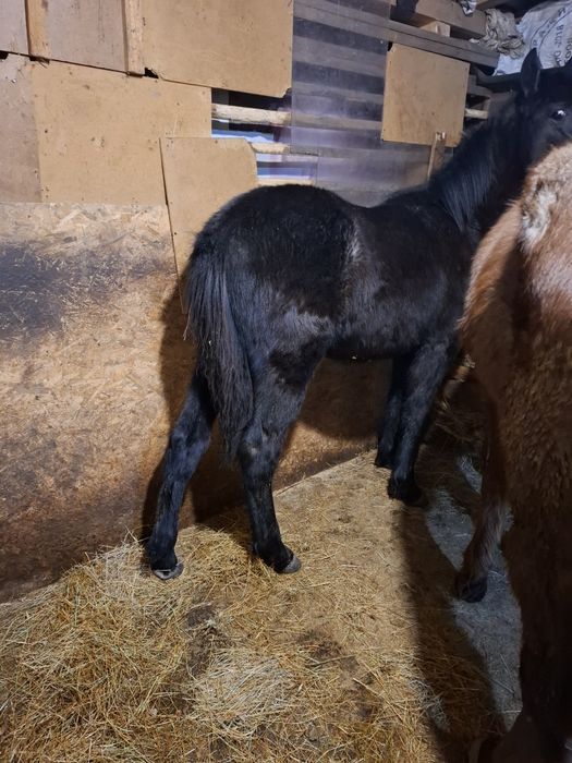 Продавам мъжко конче на 10 месеца