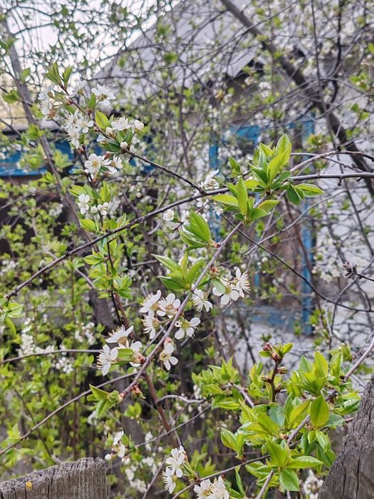 Продаю дачу р-он ЦОФ Сабурханская