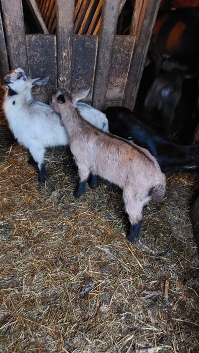 Iezi de vanzare pentru sarbatorile pascale
