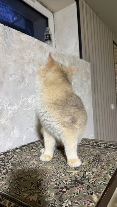 Вязка! Не продается. Мальчик 2 года