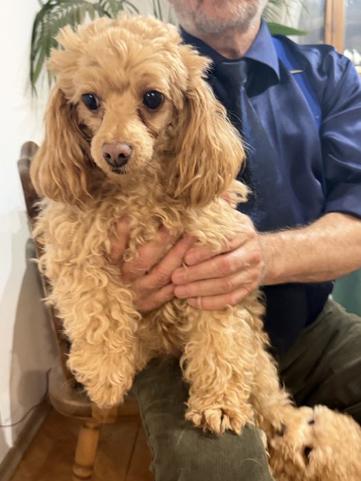 Щенок пуделя  . 2,5 месяцев . 150000