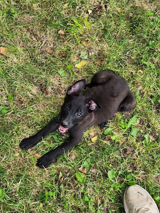 Mascul ciobanesc belgian Malinois