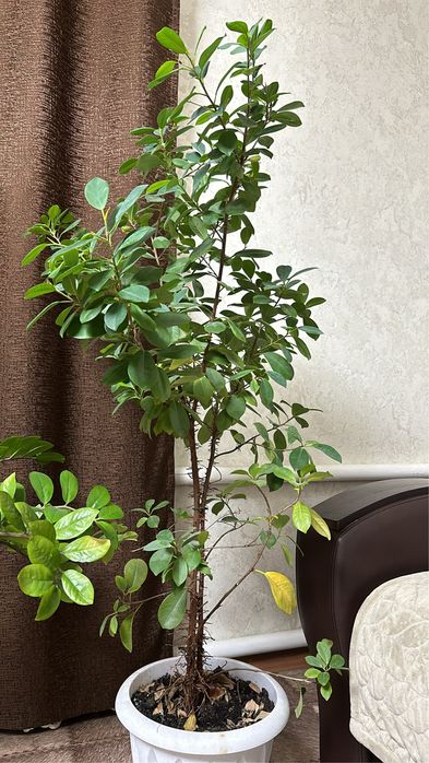 Комнатные цветы (деревья)