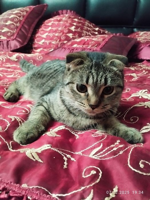 Домашние животные