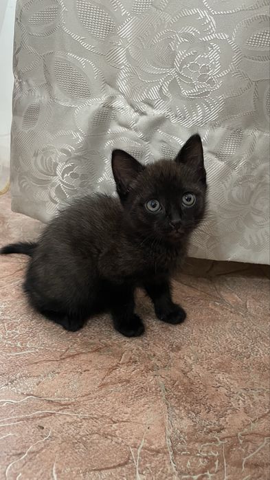 Отдам котят (доставим сами)
