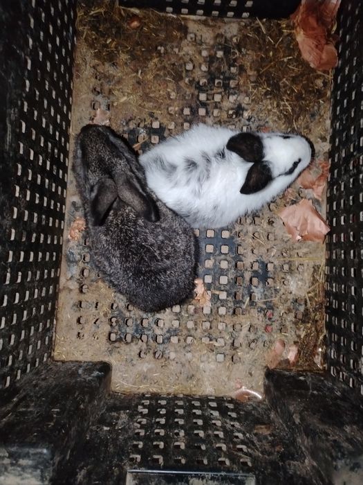 Quyon bolasi 2.oylik