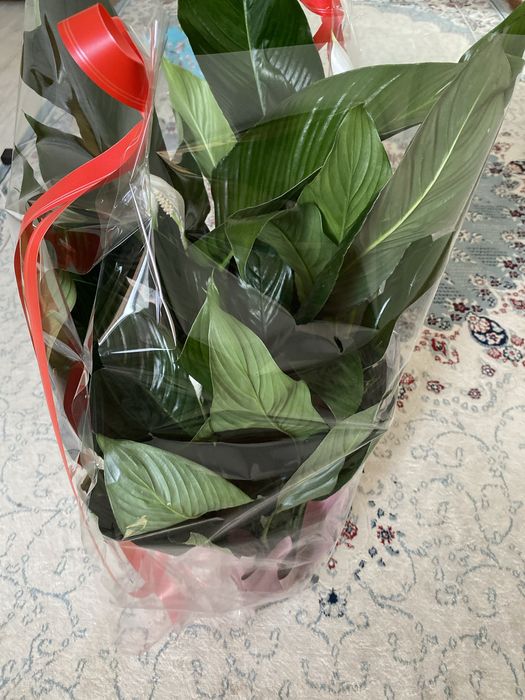 Женское счастье. Срочно