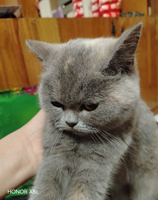 British Shorthair zotdor mushuk