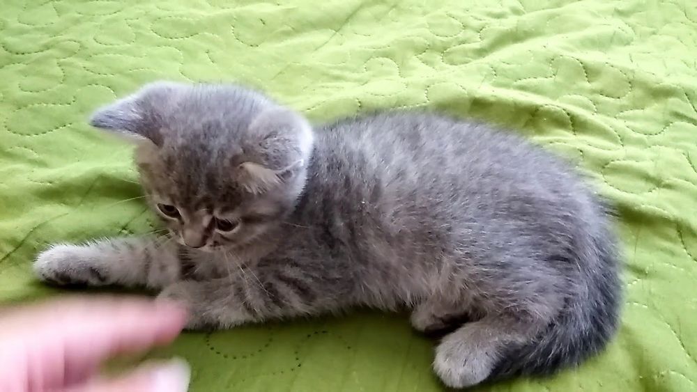 Британская милашка