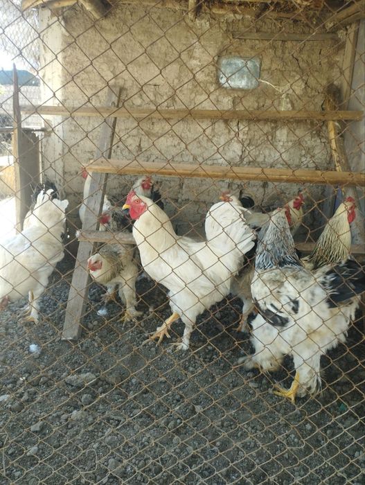 Продаётся Питухи порода"Брама"