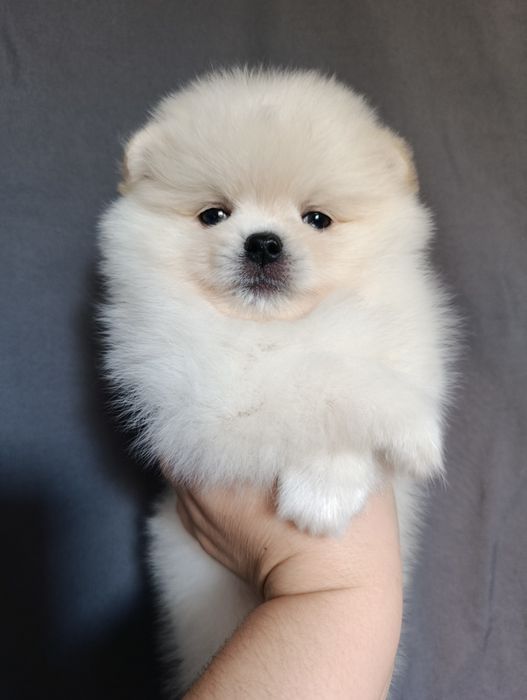 Щенки шпица мальчики и девочки