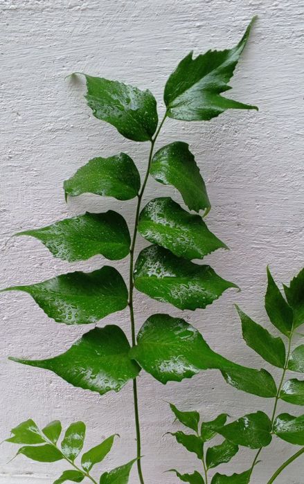 Циртомиум серповидный-папоротник для дома и сада.Экзотическое растени