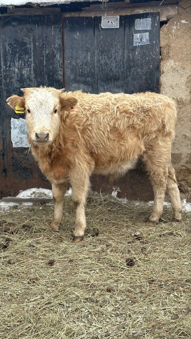 Подсос бұқалар 10-12 айлық