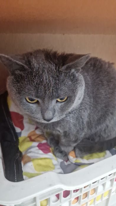 Манчкин котята 1 мальчик