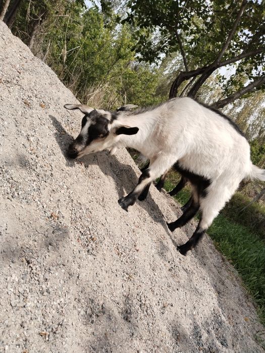 Alpa zanin echki sotiladi