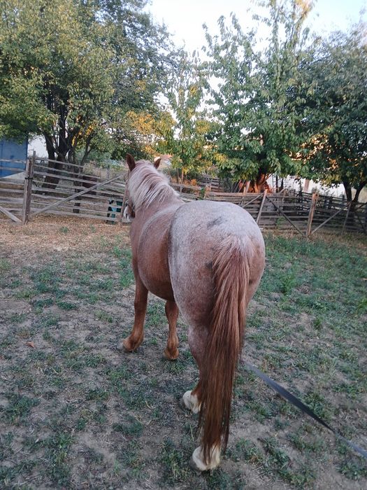 Vand cal castrat