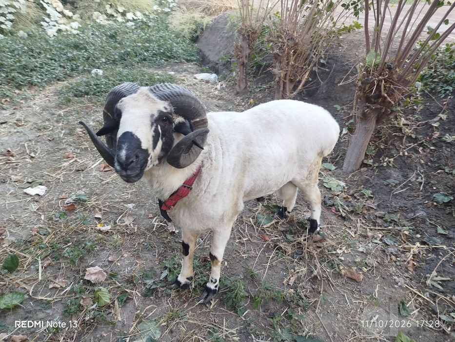 Qoʻchqor sotiladi 2 yoshar narxini kelishamiz
